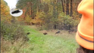 Wild boar driven hunting in November 2021- begining of the season! 4K