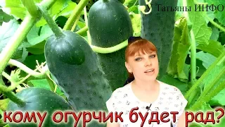 Что МОЖНО сажать рядом с ОГУРЦАМИ на ОДНОЙ ГРЯДКЕ?!