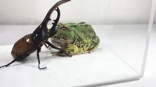 гигантская лягушка против большого королевского жука кто победит giant frog vs big king bug who wins