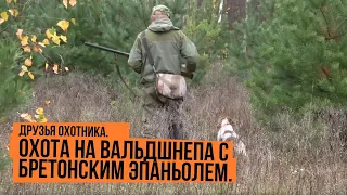 Охота на вальдшнепа с бретонским эпаньолем  Друзья охотника