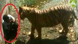 Delhi Zoo Shifts Blame? |Tiger Attack Caught On Camera