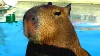 Cute and Funny Capybaras | Cute Animals Compilation 2016