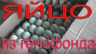 Инкубационное яйцо из генофонда | Какие породы кур купил?