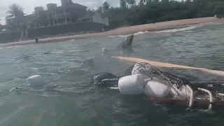 PESCA COM REDE DE ARRASTO NA PRAIA 3