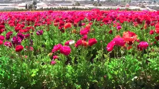 The Flower Fields at  Carlsbad. The Ranunculus Flowers. April 2024