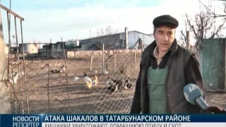 Атака шакалов в Tатарбунарском районе: хищники уничтожают домашнюю птицу и скот
