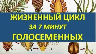 ЖИЗНЕННЫЙ ЦИКЛ ГОЛОСЕМЕННЫХ ЗА 7 МИНУТ (+ разбор заданий из ЕГЭ)