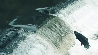 Salmon Jump Epic