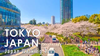 Walking through Tokyo, Japan with cherry blossoms blooming 4K 60fps HDR
