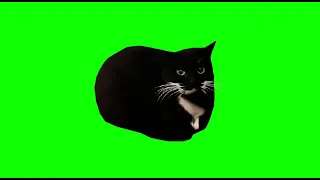 Maxwell the cat 4K