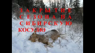 ЗАКРЫТИЕ СЕЗОНА ОХОТЫ НА СИБИРСКУЮ КОСУЛЮ / CLOSING OF THE SIBERIAN ROE DEER HUNTING SEASON