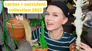 Cactus + Succulent Collection | monkey tail, rhipsalis, euphorbia, opuntia, etc.