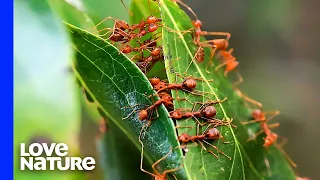Weaver Ant Colony Sews Leaves Together for Its Nest