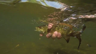 Smallmouth | Fly Fishing Little Pigeon River Sevierville