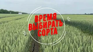 Время выбирать сорта. День поля НЦЗ им П.П. Лукьяненко. Вопросы и комментарии.