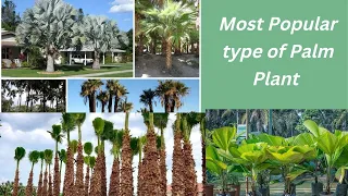 Types of Palm Trees That Can Grow Indoors