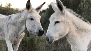 Cute Donkey getting to know each other ।  Ослы знакомятся друг с другом