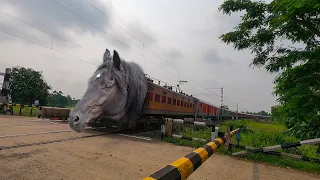 Extreme Angry MAD Horse Headed Puri weekly Express Dangerous Aggressive Moving Throughout Railgate