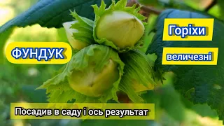 Оце я розумію ФУНДУК!!! Це вартує садити!