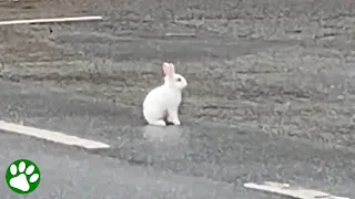 Guy Finds Abandoned Bunny In The Middle Of The Street