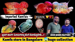 Top Quality kamfa Flowerhorn🔥🐠 | Kamfa Store in Bangalore Hug Collection 💥| Flowerhorn Care And Info