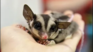 SUGAR GLIDERS Flying | Funny & Cute Compilation | The Cutest Flying Rodent | Super Squirrel