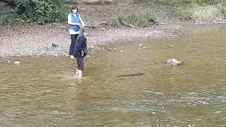 Salmon fishing with hands Credit river Ontario