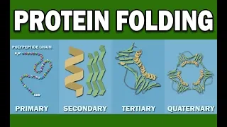 PROTEIN FOLDING