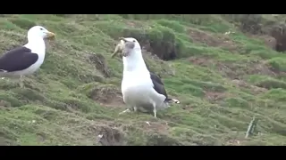 seagull eating rabbit