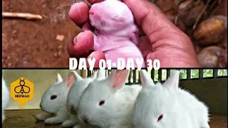 Baby Rabbit DAY 01-DAY 30|complete growing video|Bee Wax