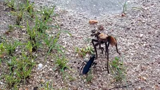 Tarantula Hawk vs Tarantula