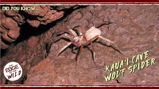 Did You Know... Kaua'i Cave Wolf Spider