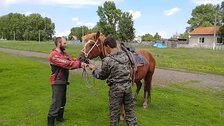 Обучение лошади.
