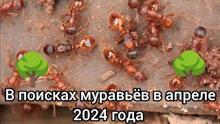 В поисках маток муравьев в апреле 2024 года. Муравьиный канал