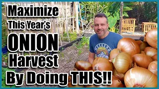 Maximize Your Onion Harvest by Doing THIS!