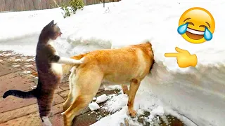 Fun with cats and dogs 2022 / The funniest animals - Best Funny Animal Videos 2022