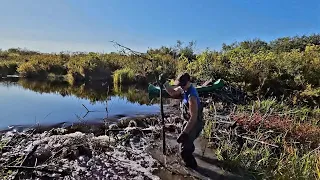 Beaver Dam Removal Musky Bay 2023 #5