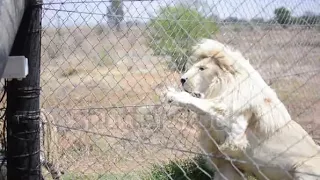 Bengal Tiger fighting White Lion