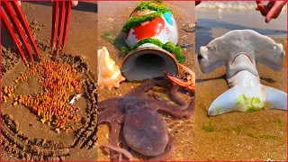 Catching Seafood 🦑🦀 Deep Sea Octopus (Catch Crab, Catch Fish) - Tik Tok #30