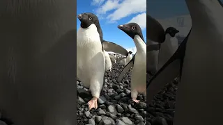 Adélie Penguins March | Antarctica | Lindblad Expeditions