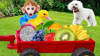 Monkey BiBon, ducks and puppies enjoy the summer fruit cart | Animals Home Monkey