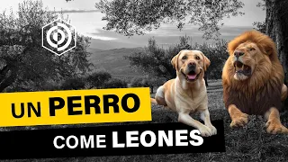 Descubre la astucia de este canino al perderse en la selva