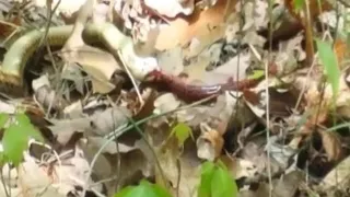 Snake vs Salamander at Beaman Park