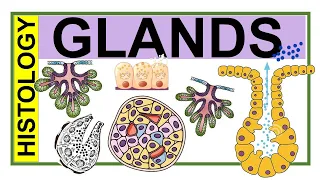 Chp4 Histology Inder Bir Singh | Histology of Glands | Classification of Glands | Types of Glands