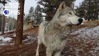 Living with wolves on a mountain cattle ranch