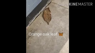 Amazing dry/dead leaf butterfly🦋