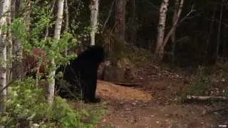 Black Bear Hunting In Quebec