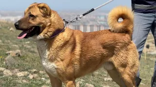 QURDBASAR! AZERBAIJAN NATIONAL DOGS | THEY ARE FEARLESS AND AGGRESSIVE!!!