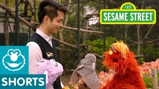 Sesame Street: Murray Learns About Birds | Murray Had a Little Lamb