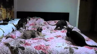 Смешные кошки - игры с лазерной указкой